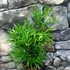 Kép 1/5 - Asparagus "Falcatus"