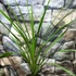 Kép 2/8 - Cordyline australis 'Green'