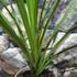 Kép 3/8 - Cordyline australis 'Green'