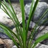 Kép 5/8 - Cordyline australis 'Green'