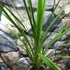 Kép 6/8 - Cordyline australis 'Green'