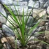 Kép 7/8 - Cordyline australis 'Green'