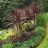 Kép 1/7 - Cordyline australis 'Red Star'