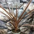 Kép 3/7 - Cordyline australis 'Red Star'