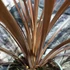 Kép 4/7 - Cordyline australis 'Red Star'