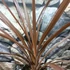 Kép 6/7 - Cordyline australis 'Red Star'