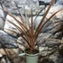 Kép 7/7 - Cordyline australis 'Red Star'