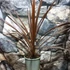 Kép 2/7 - Cordyline australis 'Red Star'