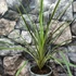 Kép 2/8 - Cordyline australis ‘Variegata’
