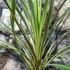 Kép 4/8 - Cordyline australis ‘Variegata’