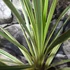 Kép 5/8 - Cordyline australis ‘Variegata’