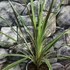 Kép 6/8 - Cordyline australis ‘Variegata’
