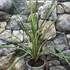Kép 7/8 - Cordyline australis ‘Variegata’