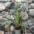 Kép 8/8 - Cordyline australis ‘Variegata’
