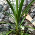 Kép 4/6 - Cordyline australis green nagy