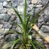 Kép 5/6 - Cordyline australis green nagy