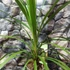 Kép 3/6 - Cordyline australis green nagy