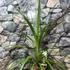 Kép 2/6 - Cordyline australis green nagy