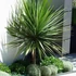 Kép 1/6 - Cordyline australis green nagy