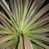 Kép 1/10 - Cordyline australis 'Chocolate Mint'