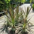 Kép 2/10 - Cordyline australis 'Chocolate Mint'