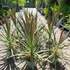 Kép 4/10 - Cordyline australis 'Chocolate Mint'