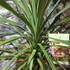 Kép 5/10 - Cordyline australis 'Chocolate Mint'