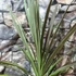 Kép 6/10 - Cordyline australis 'Chocolate Mint'