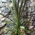 Kép 7/10 - Cordyline australis 'Chocolate Mint'