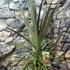 Kép 8/10 - Cordyline australis 'Chocolate Mint'