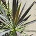 Kép 9/10 - Cordyline australis 'Chocolate Mint'