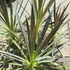 Kép 3/10 - Cordyline australis 'Chocolate Mint'