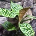 Kép 5/11 - Dracaena goldieana