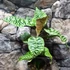 Kép 6/11 - Dracaena goldieana