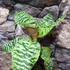 Kép 2/11 - Dracaena goldieana