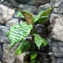 Kép 8/11 - Dracaena goldieana