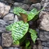 Kép 9/11 - Dracaena goldieana