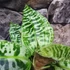 Kép 10/11 - Dracaena goldieana