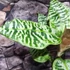 Kép 11/11 - Dracaena goldieana