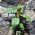 Kép 3/11 - Dracaena goldieana