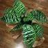 Kép 4/11 - Dracaena goldieana