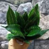 Kép 1/10 - Sansevieria hahnii 'Silver flame'