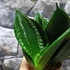 Kép 2/10 - Sansevieria hahnii 'Silver flame'