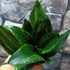 Kép 3/10 - Sansevieria hahnii 'Silver flame'