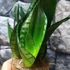 Kép 4/10 - Sansevieria hahnii 'Silver flame'