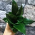 Kép 5/10 - Sansevieria hahnii 'Silver flame'