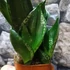 Kép 6/10 - Sansevieria hahnii 'Silver flame'
