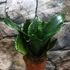 Kép 7/10 - Sansevieria hahnii 'Silver flame'