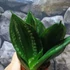 Kép 8/10 - Sansevieria hahnii 'Silver flame'