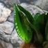 Kép 9/10 - Sansevieria hahnii 'Silver flame'